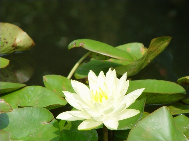 ���߱���