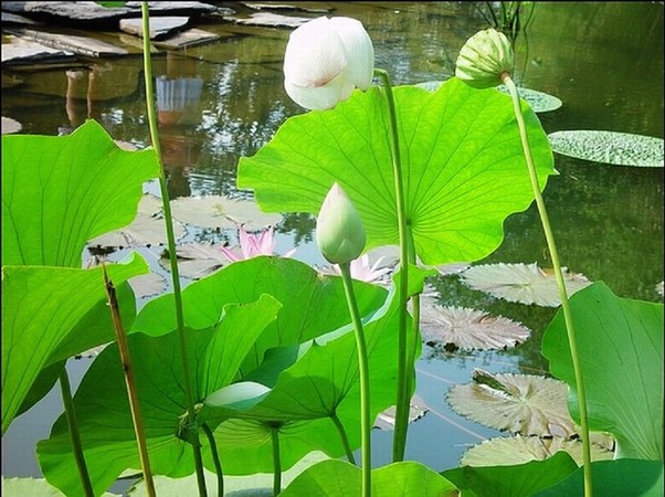 ���߱���