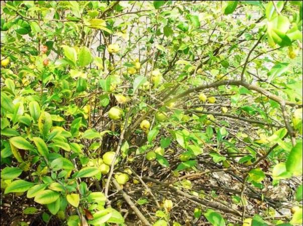 ���߱���