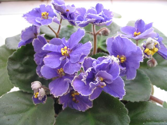 �������ˣ��������翪ʼ����