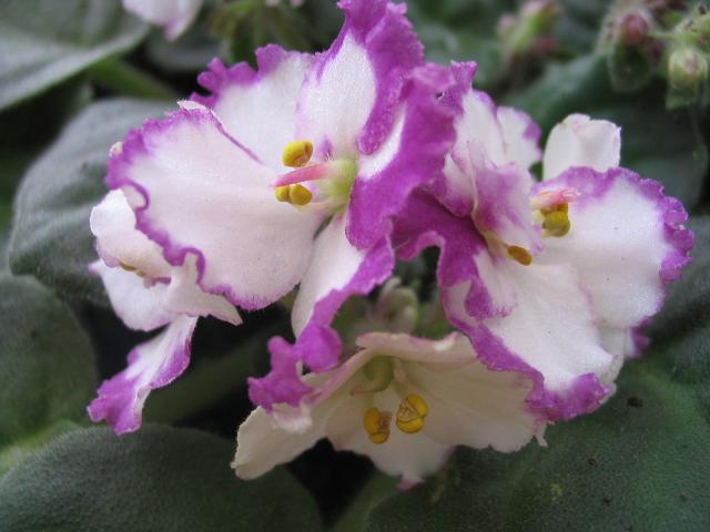 �������ˣ��������翪ʼ����