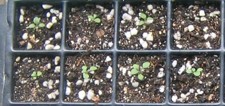 �ﲥҲ���......P13