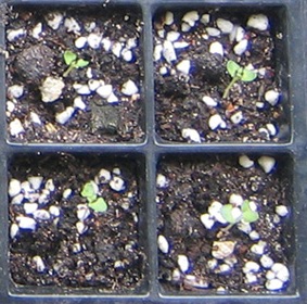 �ﲥҲ���......P13