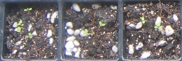 �ﲥҲ���......P13