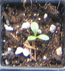 �ﲥҲ���......P13