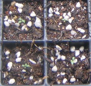 �ﲥҲ���......P13