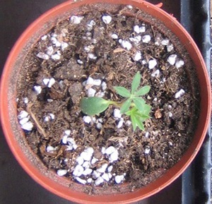 �ﲥҲ���......P13