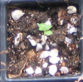 �ﲥҲ���......P13