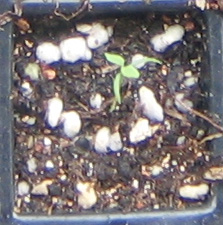 �ﲥҲ���......P13