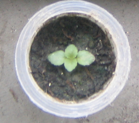 �ﲥҲ���......P13