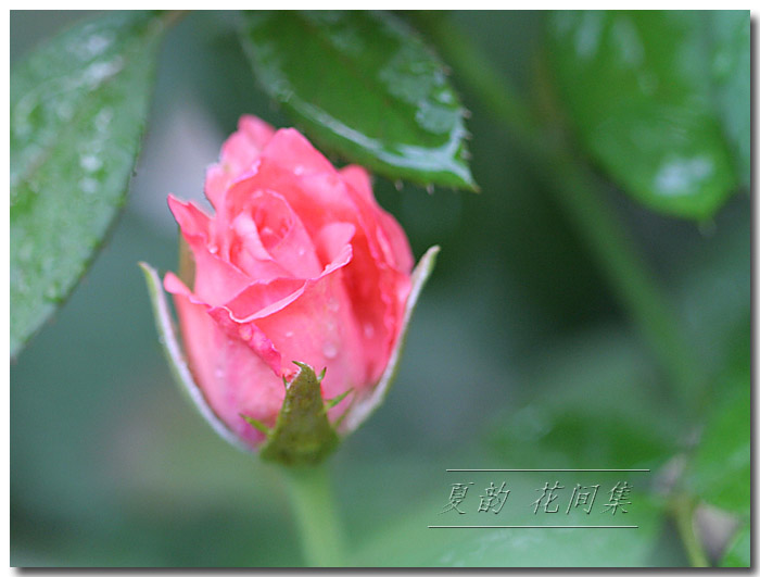 ���伯----�ҵ��¼���԰(�У�3���£�