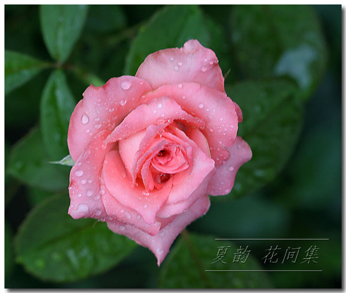 ���伯----�ҵ��¼���԰(�У�3���£�