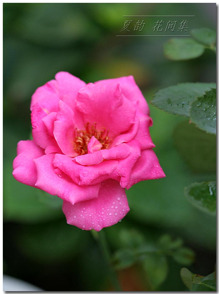 ���伯----�ҵ��¼���԰(�У�3���£�