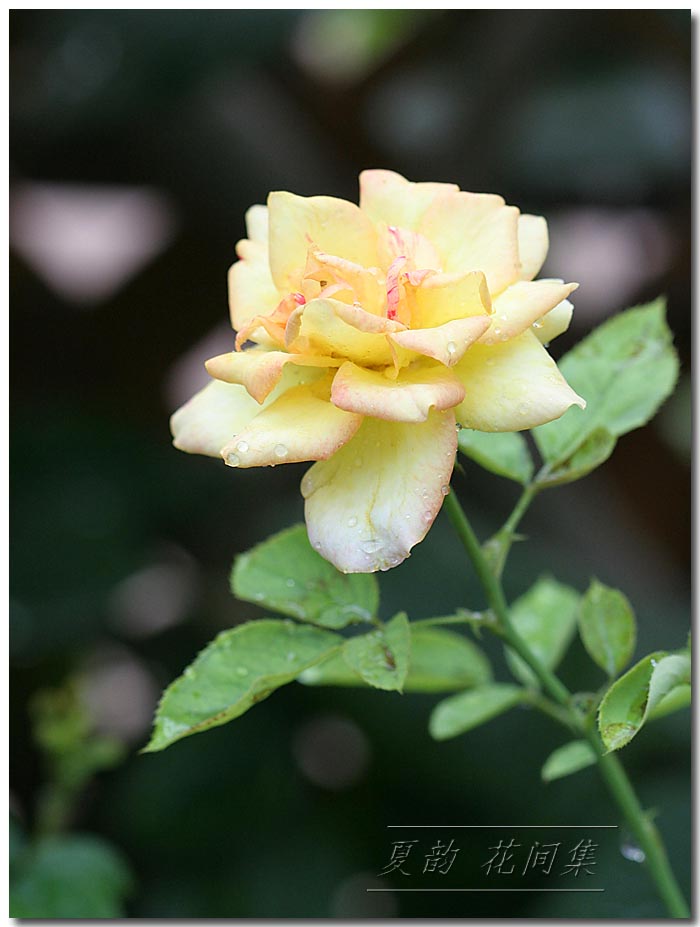 ���伯----�ҵ��¼���԰(�У�3���£�