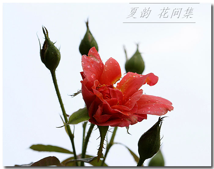 ���伯----�ҵ��¼���԰(�У�3���£�