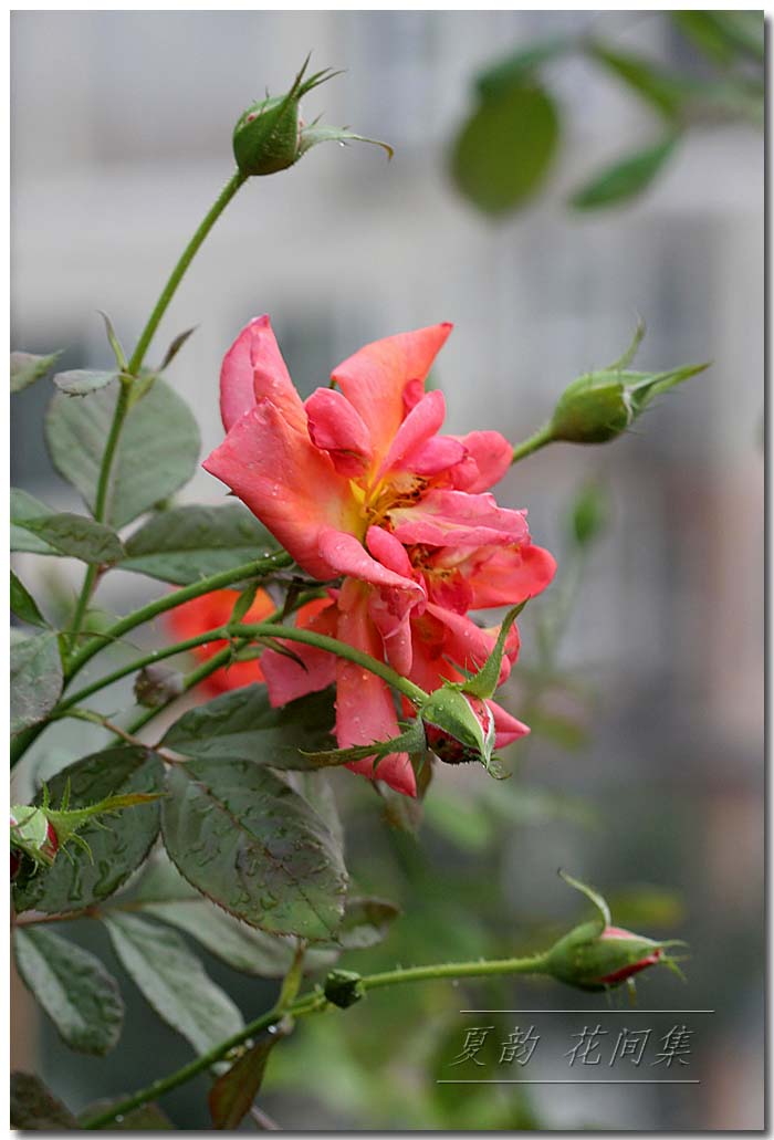 ���伯----�ҵ��¼���԰(�У�3���£�