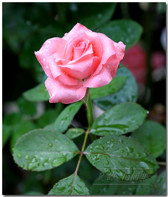 �������Ҽ��¿����¼�