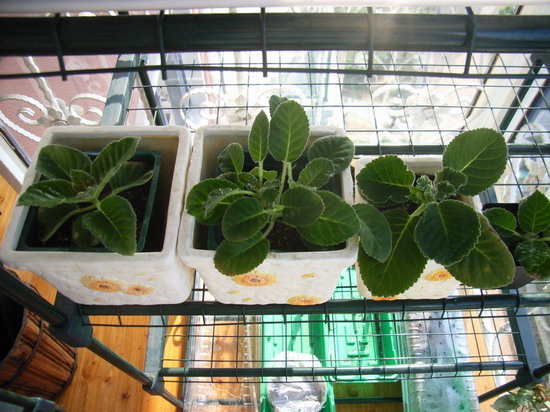 8��9�� ��27�죬��ԣ� P2 ���� ����ͩת������ר��