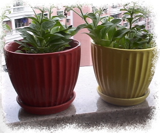 �Ҽҵ�����^..^