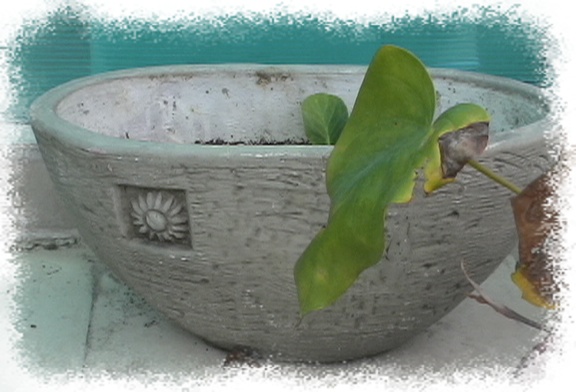 �Ҽҵ�����^..^