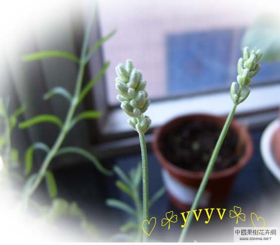 [ԭ��]������,�������