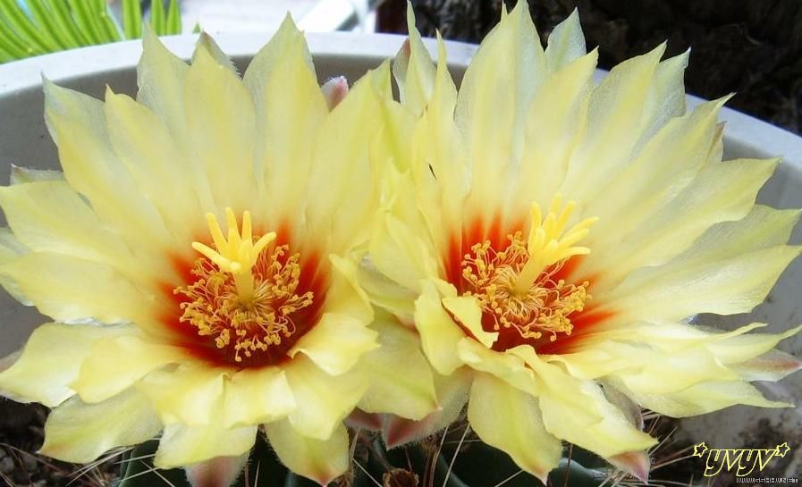 [ԭ��]������,�������