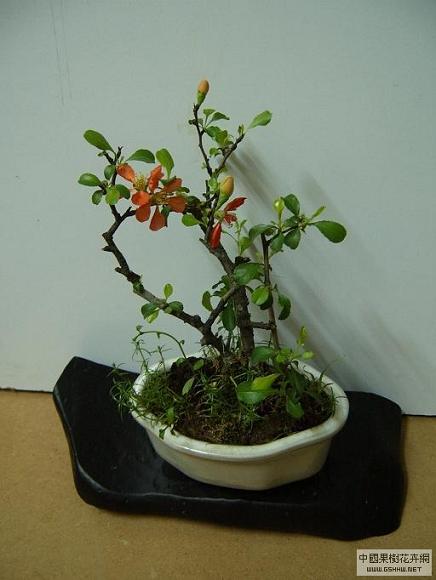 [ԭ��]������,�������