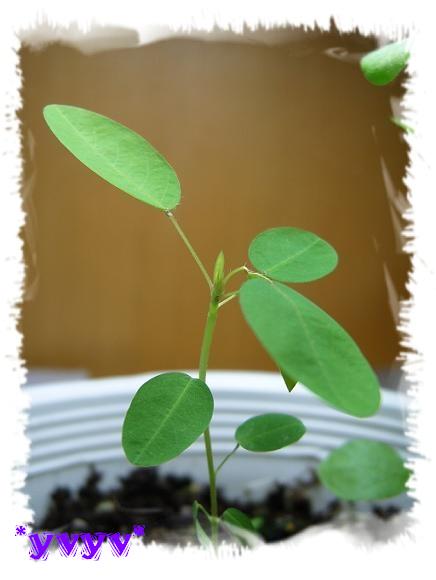 [ԭ��]������,�������