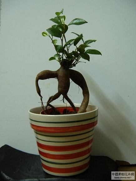 [ԭ��]������,�������