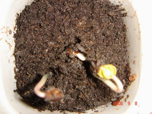 ~�����ռǣ������У�