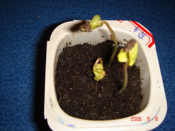 ~�����ռǣ������У�