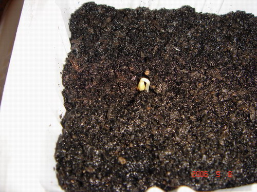 ~�����ռǣ������У�