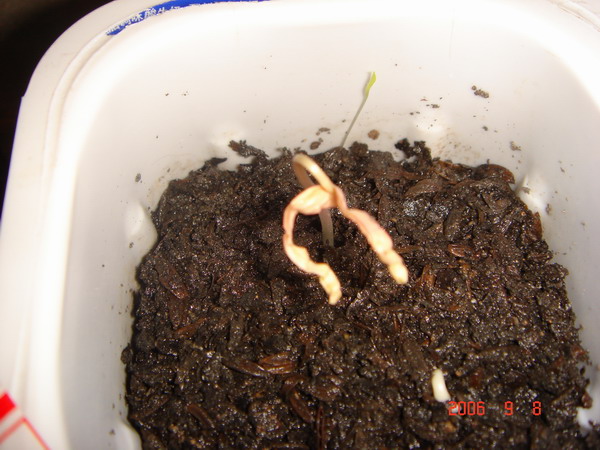 ~�����ռǣ������У�