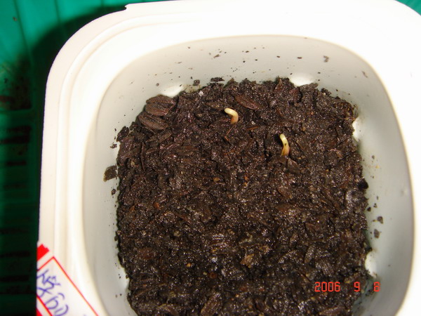 ~�����ռǣ������У�