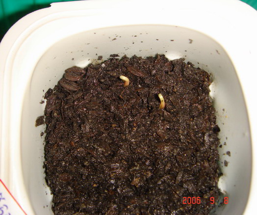 ~�����ռǣ������У�