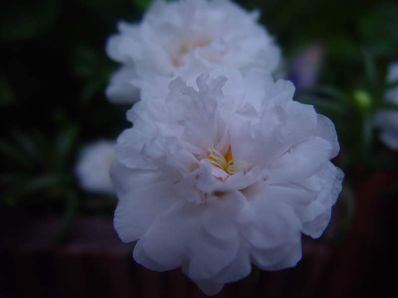 ����,�����������ݱ�ƪ