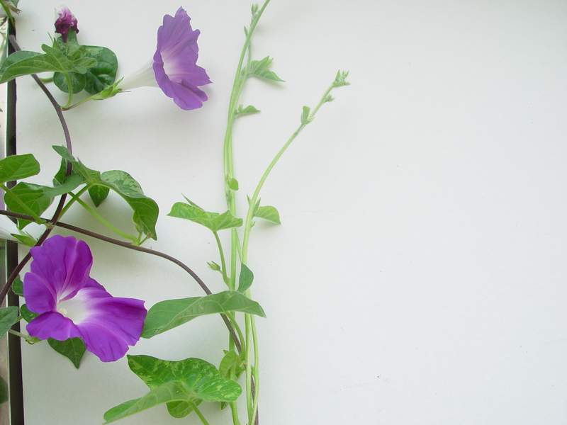 ����,�����������ݱ�ƪ