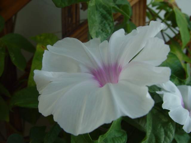 ����,�����������ݱ�ƪ