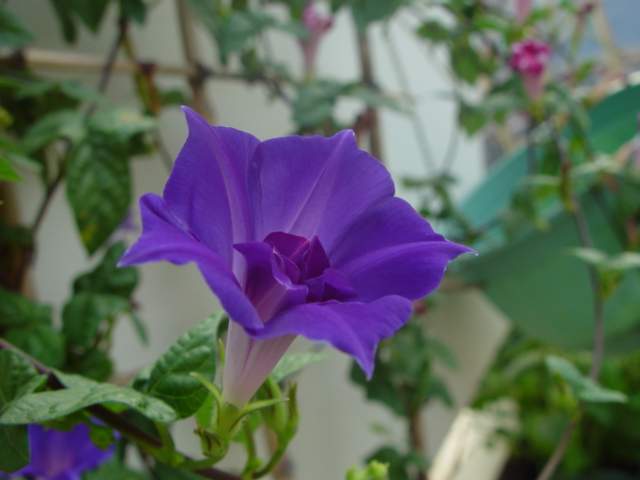 ����,�����������ݱ�ƪ