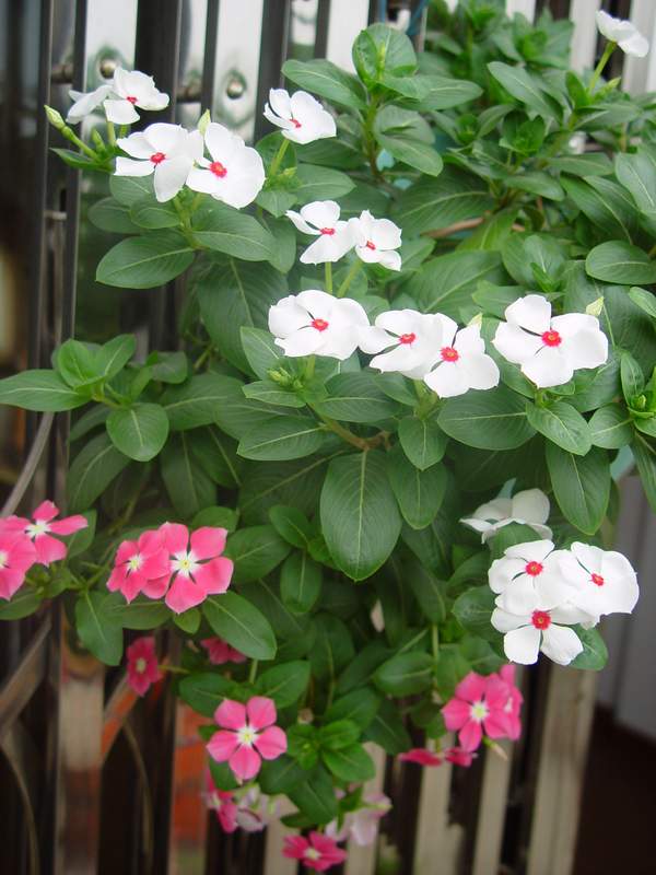 ����,�����������ݱ�ƪ