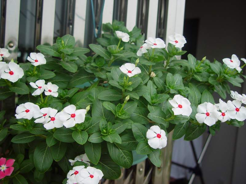 ����,�����������ݱ�ƪ