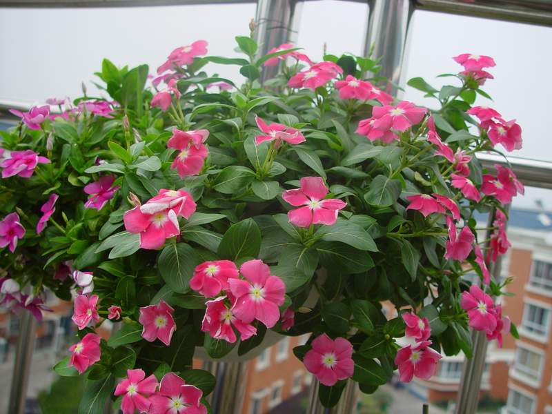 ����,�����������ݱ�ƪ