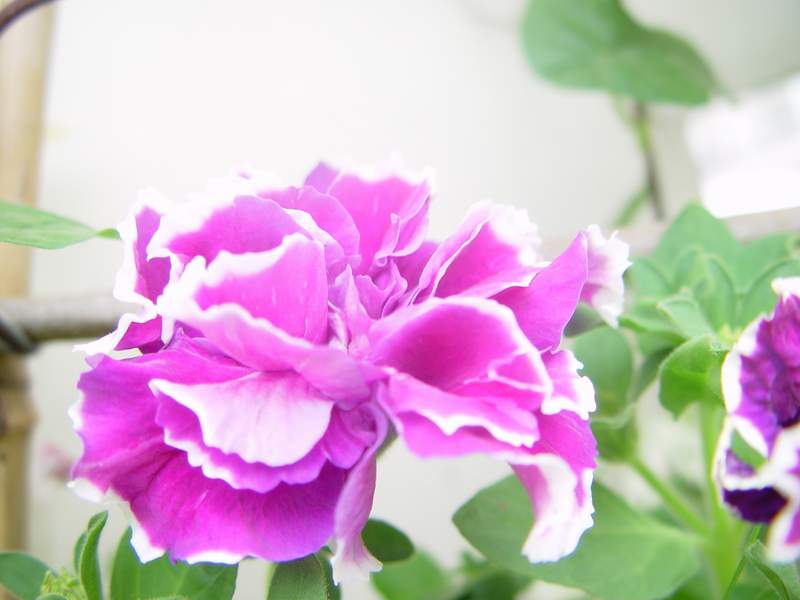 ����,�����������ݱ�ƪ