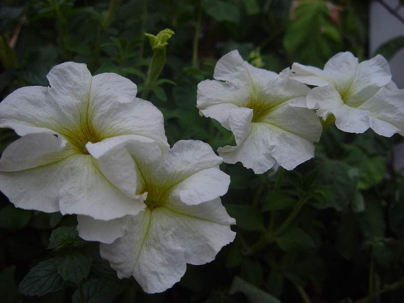 ����,�����������ݱ�ƪ