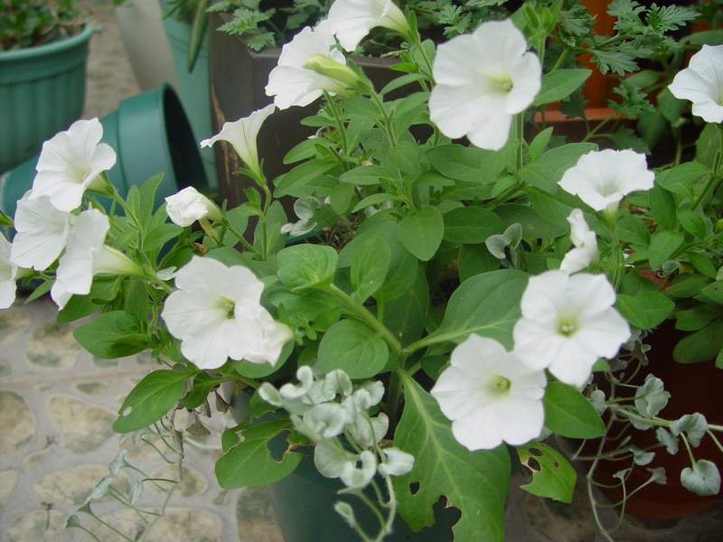 ����,�����������ݱ�ƪ