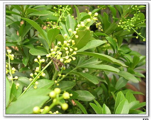 ��Ҷ��������