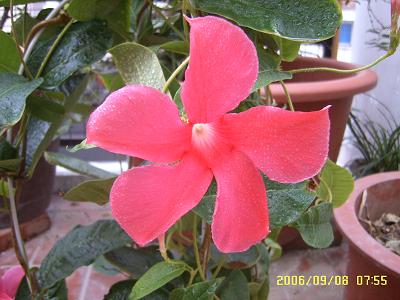 �����еĻ�ǽ:Ʈ���ٿ���