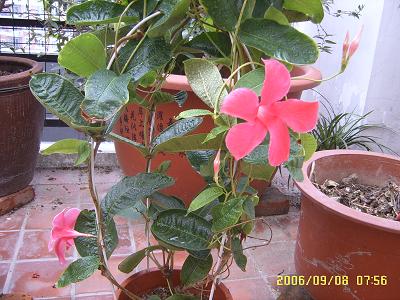 �����еĻ�ǽ:Ʈ���ٿ���