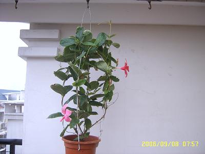 �����еĻ�ǽ:Ʈ���ٿ���