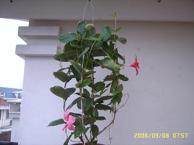 �����еĻ�ǽ:Ʈ���ٿ���